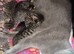 5 British  Shorhair x Maine coon kittens