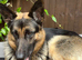 Male German Shepherd