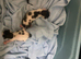 5 kittens looking for their forever home