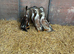 Ducklings for sale