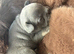 4 frenchie pups for sale