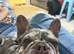Male and female French bulldogs