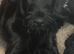 Beautiful 5Month old Black Russian terrier mix