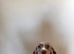 Beautiful Cocker Spaniel Available for Stud