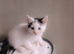 Kitten needing forever loving home
