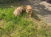 Absolutely Gorgeous F1 Cavapoo puppies