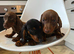 Miniature dachshund 4 available