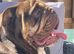 17 month old English bulldog