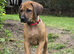 Rhodesian Ridgeback Girl