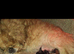 Pekinese x imperial shihzu