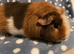Stunning male teddy Guinea pig 4 months old