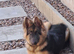 Beautiful kc blue&tan pup