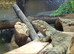 Guatamalan spiny tailed iguana