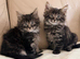 Beautiful Bombay x kittens , Ready now !!