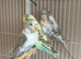Baby budgies