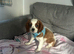 Cavalier King Charles