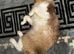 Ragdoll male