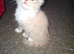 4 beautiful kitten baby's ready for there loving homes