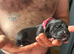 Great Dane Puppies