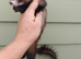 Polecat jill - semi angora - 6months old