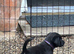 Black Labrador Pups