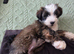 Two Tibetan Terriers: 18-month-old male and 6-month-old female.