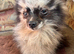 Beautiful Merrill Pomeranian boy