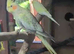 Proven pair of cockatiels
