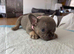 French bulldog pups