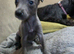 kc registered whippet pups for sale