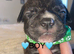 Staffordshire bull terrier READY TO LEAVE 4 boys available