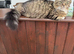 Part Maine Coon kittens
