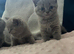 British shorthair kittens