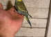 Budgies for sale