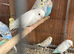 Baby budgies