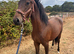 Reg new forest gelding