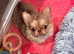 Quality chihuahua girl
