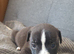 Staffy+cane corso