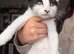 9 weeks old kitten
