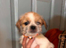 6 beautiful puppys