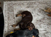 Dachshund puppies