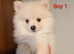 Pomeranian puppies for sale
