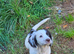 One last puppy left