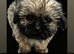 Sweet puppies looking for forever homes
