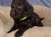 Beautiful F1 Cavapoo Puppies Health Tested Parents