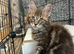 Maine Coon Registered TICA