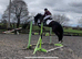 Show jump, Event or Dressage Quality Horse