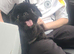 1 Pekingese Puppy