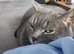 Bruno needs a new home