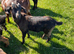 Derek castrated Boer x goat kid